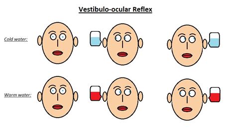 vestibulo ocular reflex